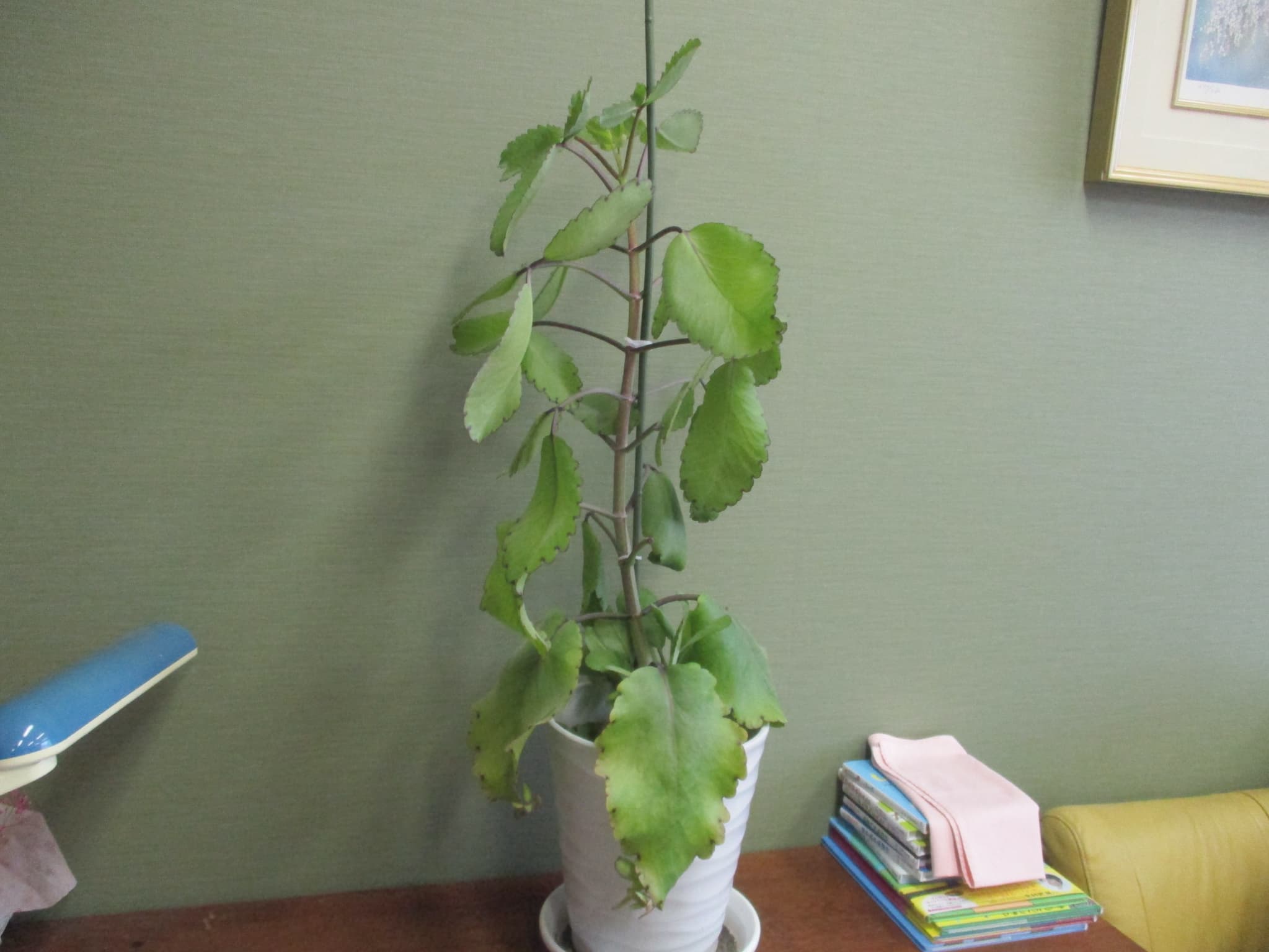 さぁ問題です！