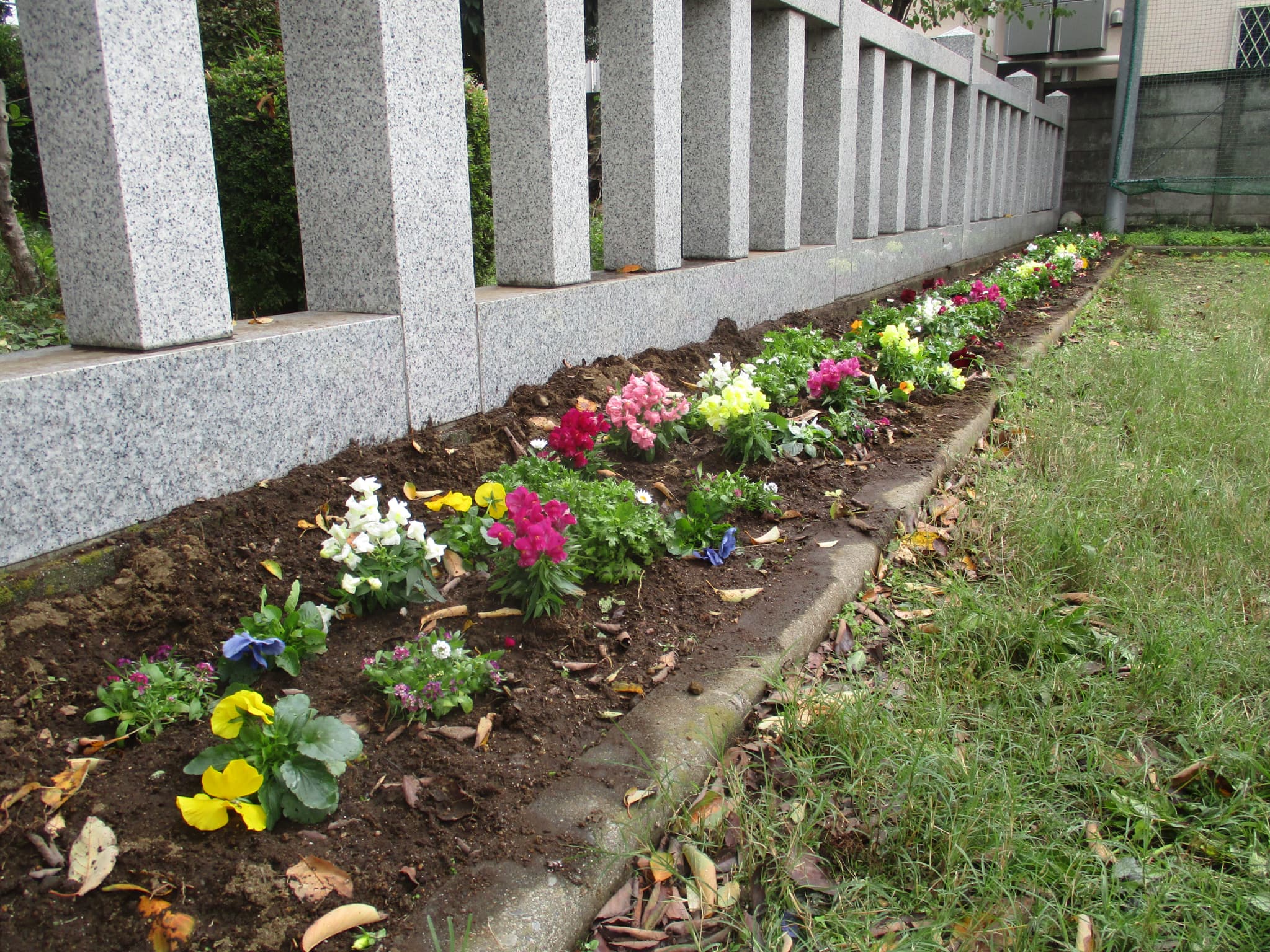 稲荷公園花植え♪