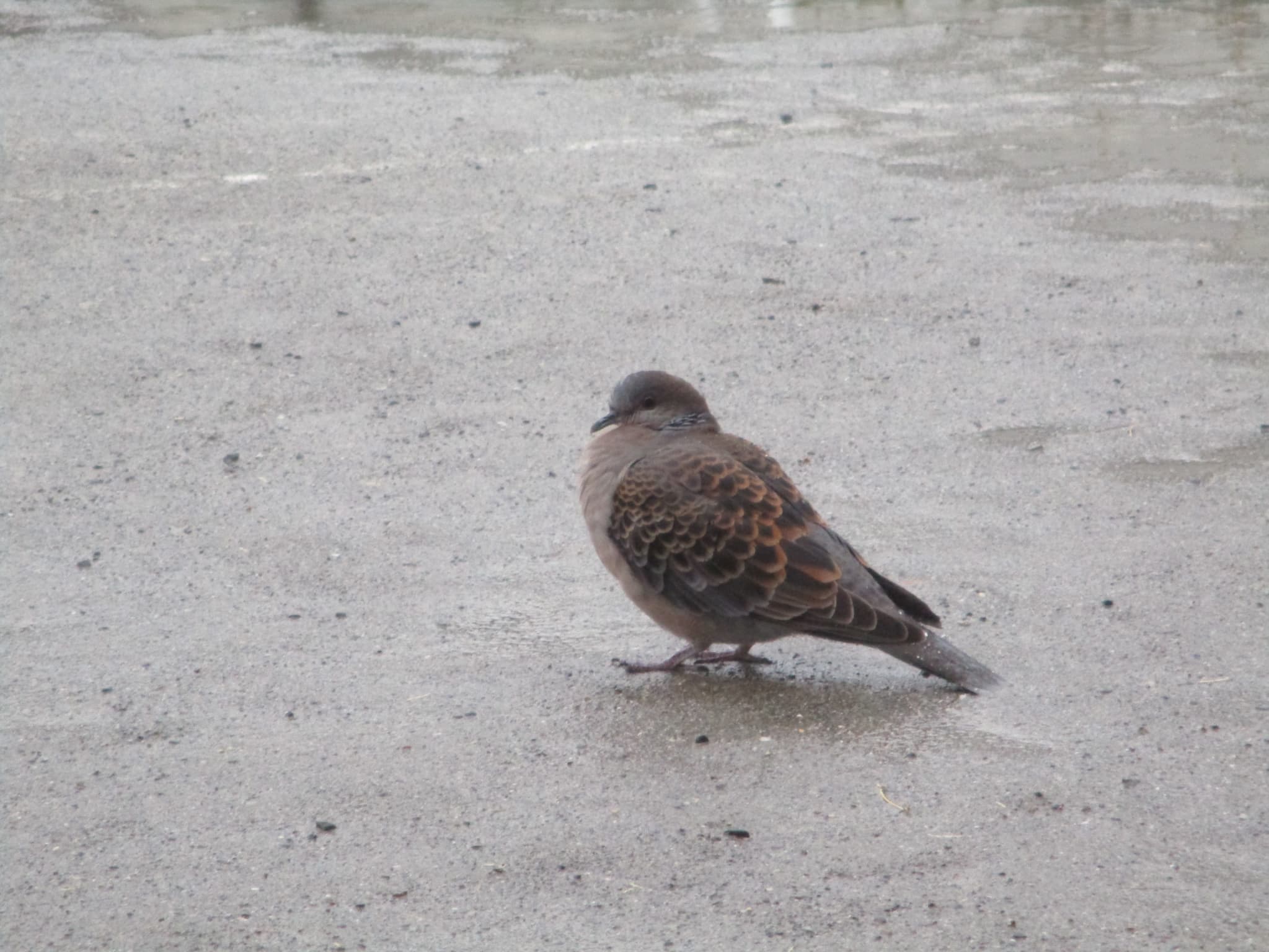 答えを発表します🐦