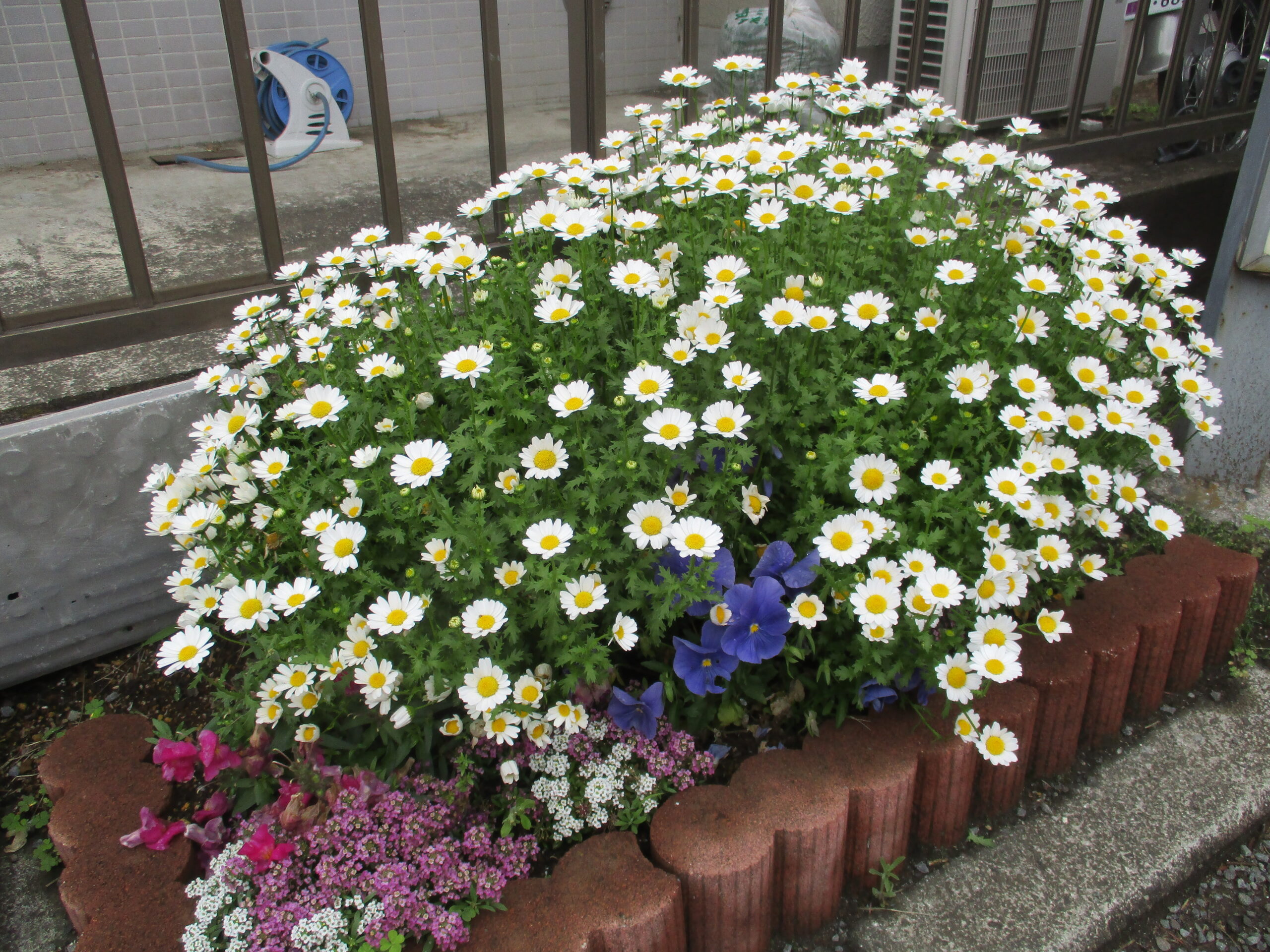 🌼正面玄関に🌼