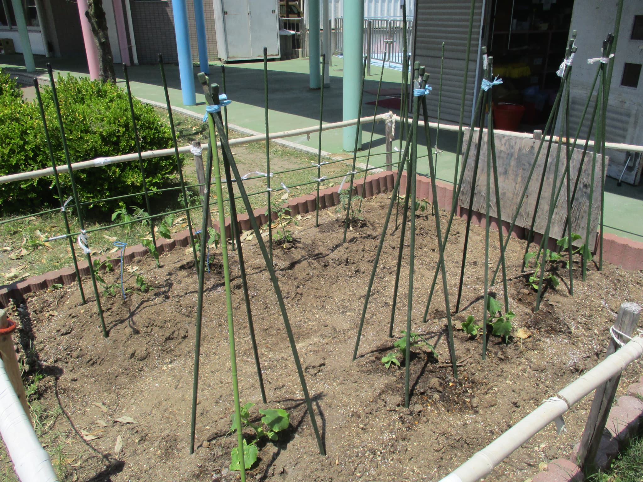 🍅野菜畑🥒