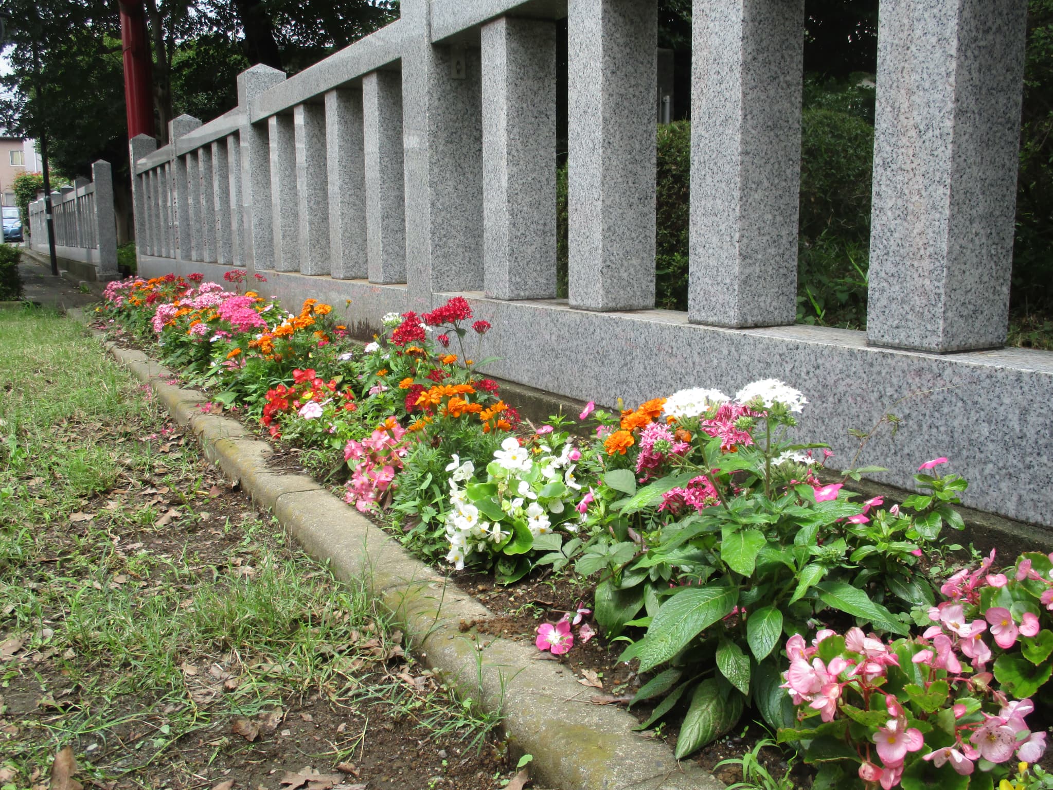 稲荷公園の花壇🌼