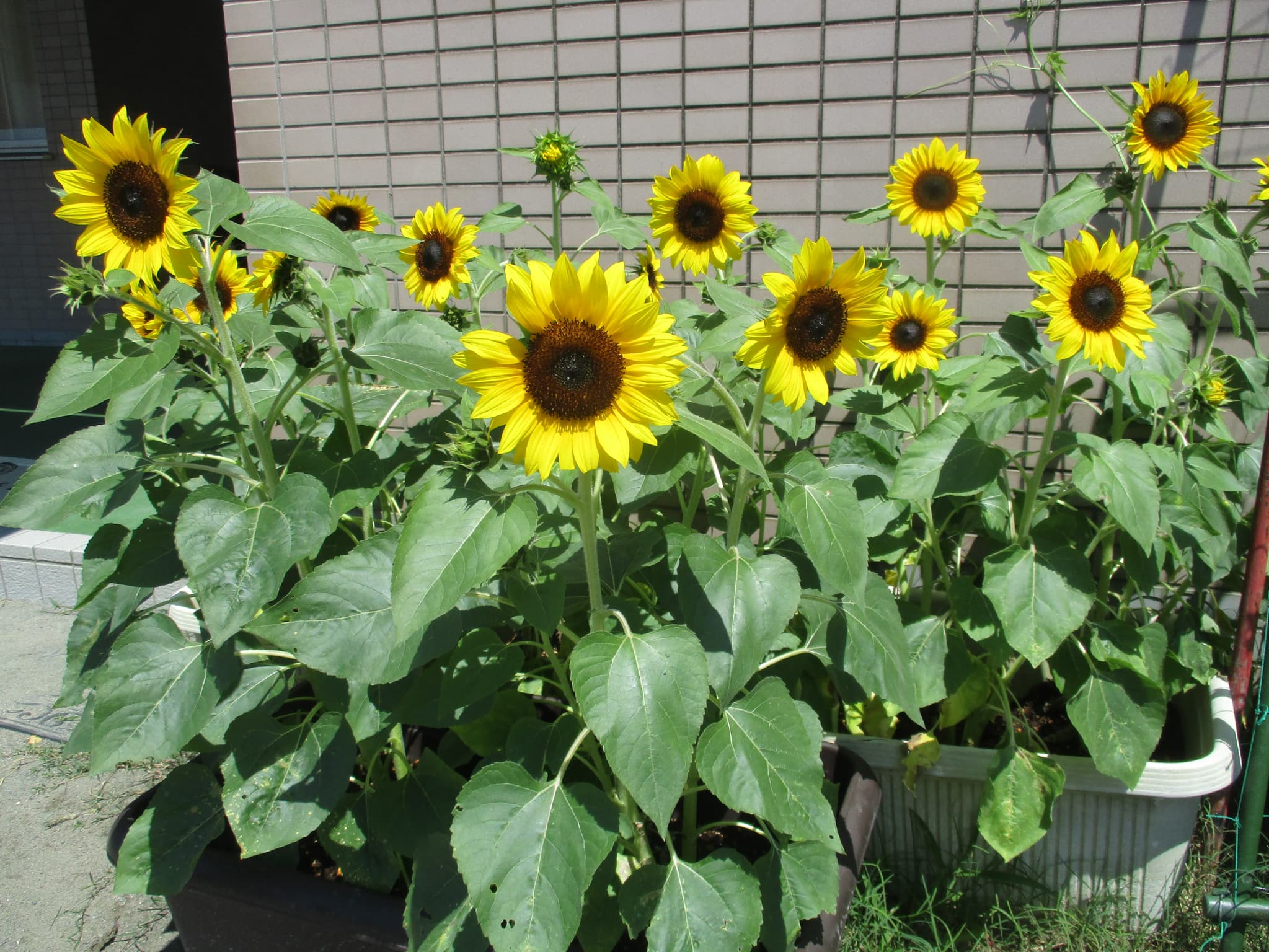 綺麗に咲いてます🌻