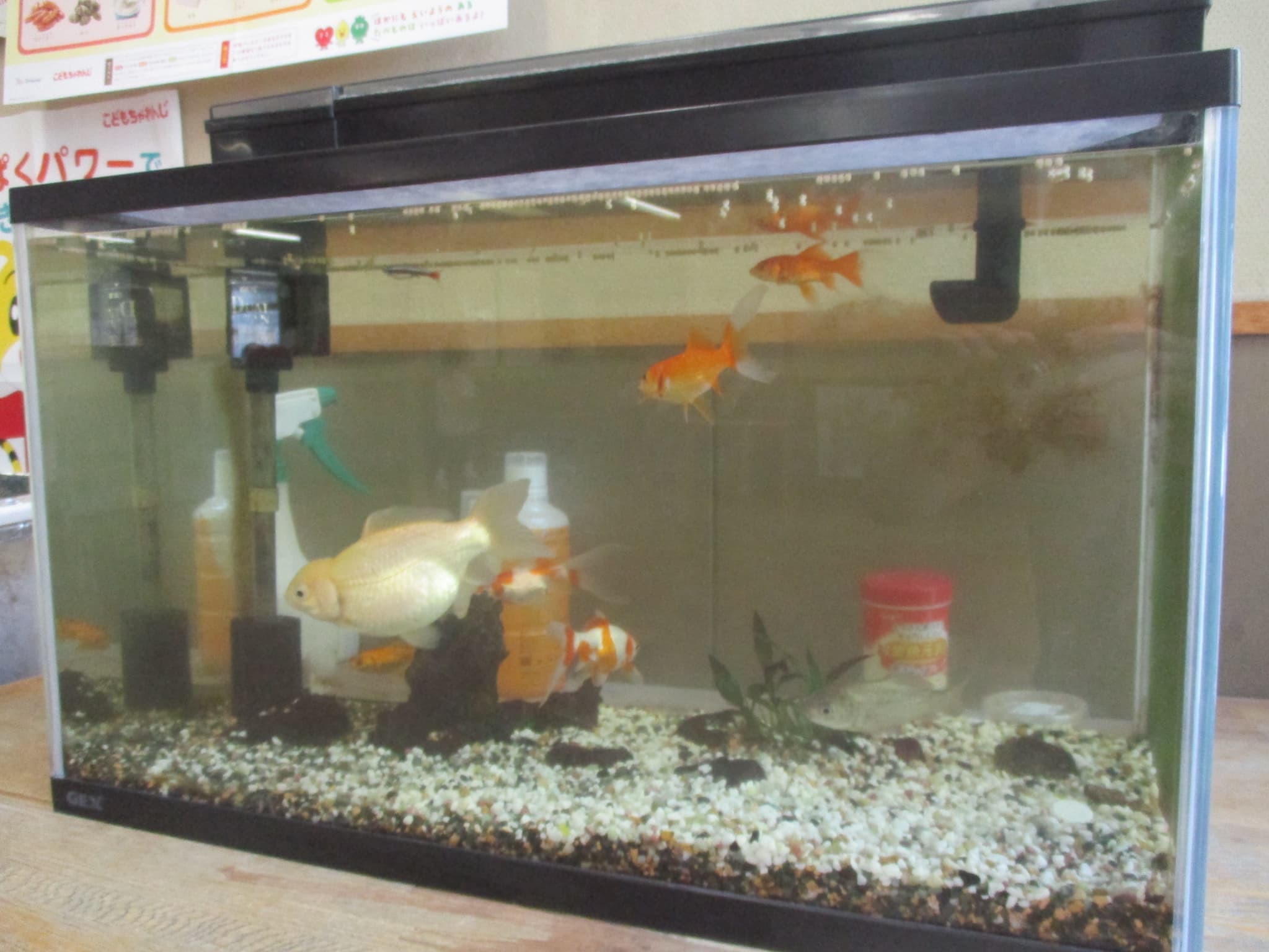 🐠新しいお友だち🐠