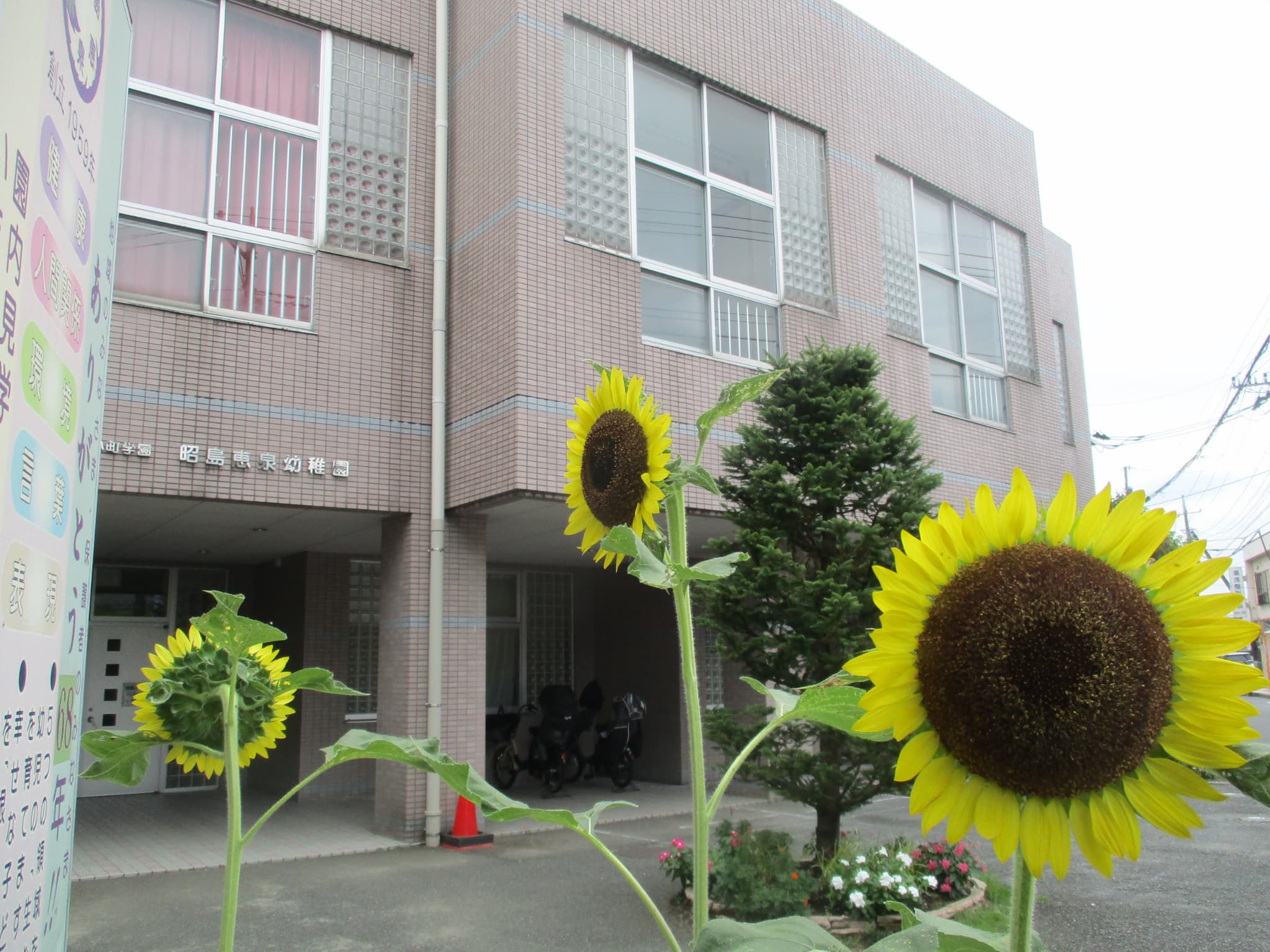ひまわりと園舎🌻