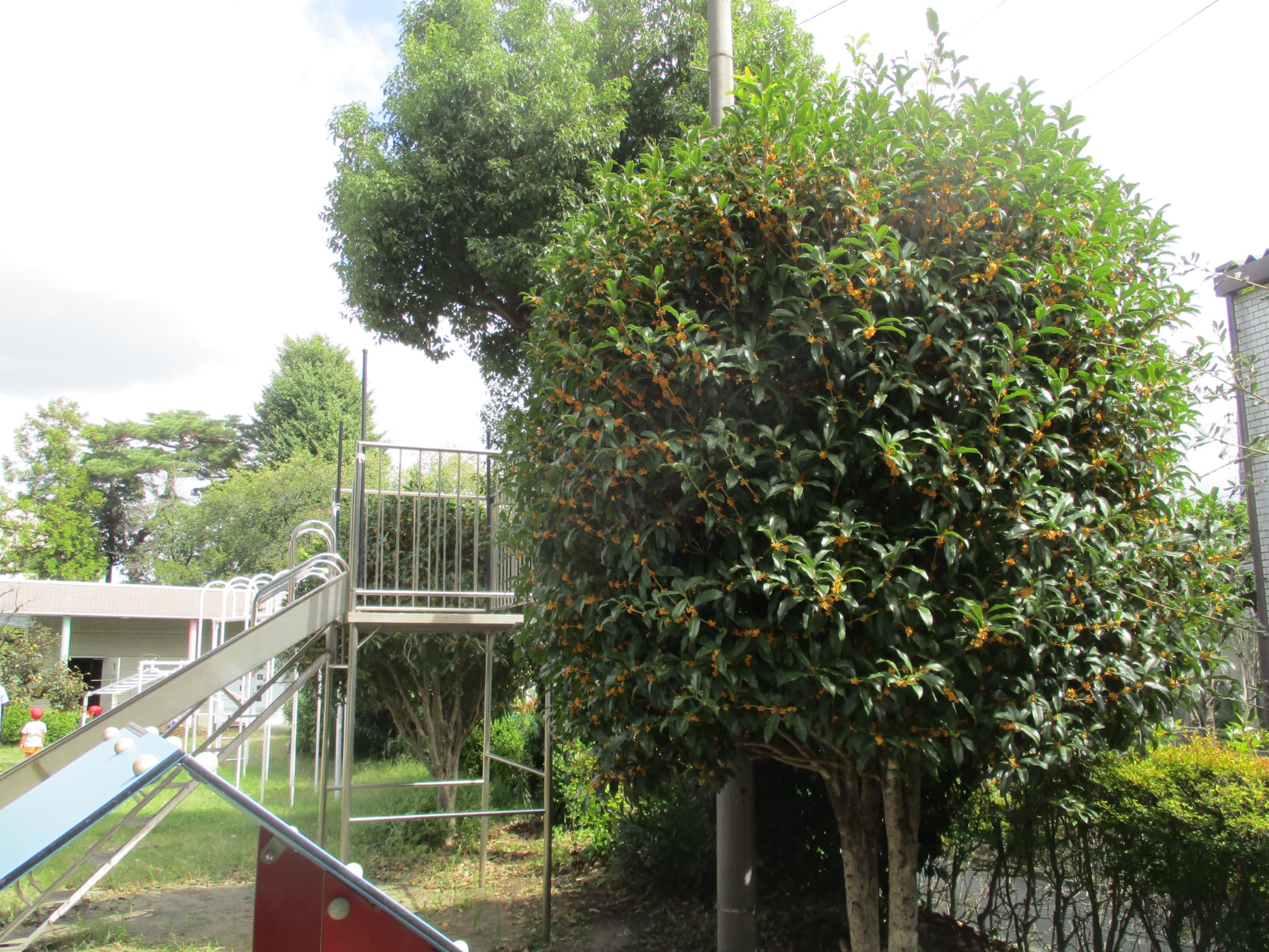 キンモクセイ🌳